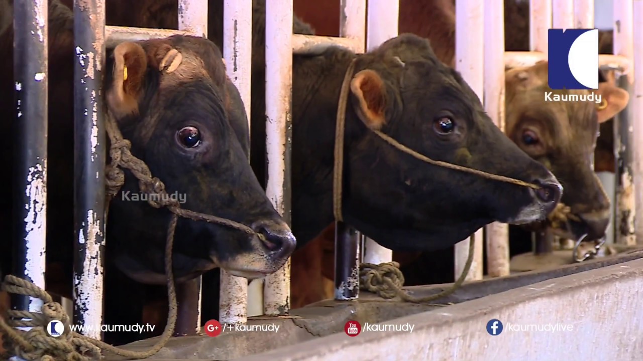 Cow Breeding Station in Mattupetti |  Haritham Sundaram | Kaumudy TV