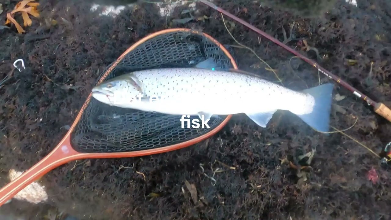 SKF på Bornholm uge 47   2022