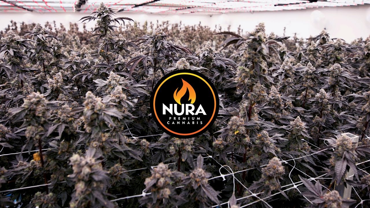 Inside Nura Cannabis: How Drip Hydro FLUIDS Maximize Terps & Resin Across Diverse Strains