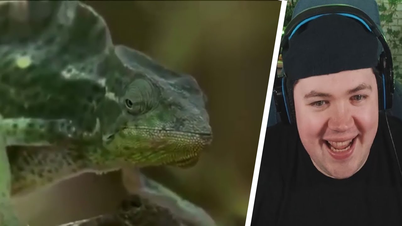 YouTube Kacke: Verwirrte Tiere, die verwirrt sind | REAKTION