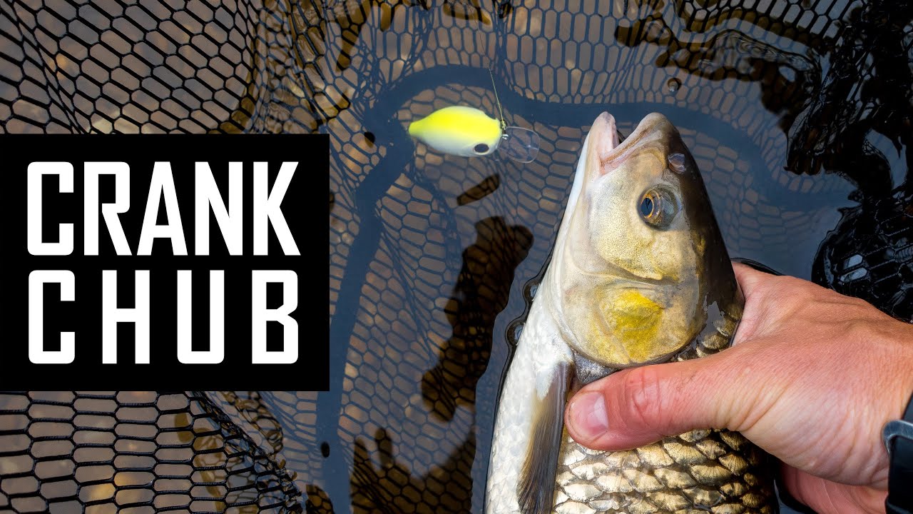 Chub fishing in fast water on cranks