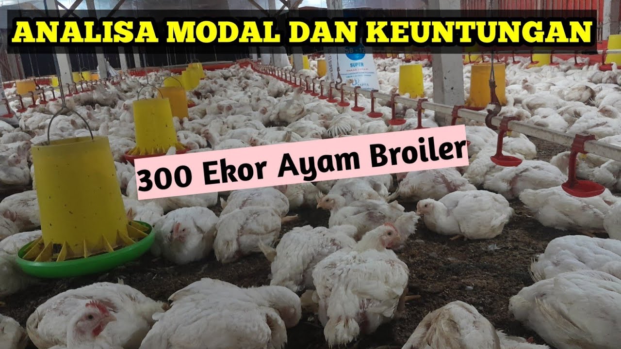 1 1  Analisa Modal dan Keuntungan Ternak 300 Ekor Ayam Broiler
