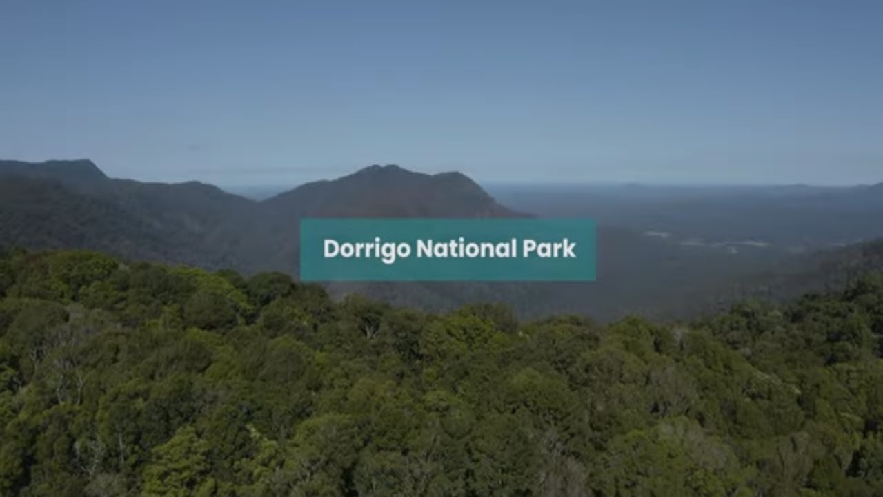 Ranger guided educational school programs at Dorrigo National Park | NSW National Parks