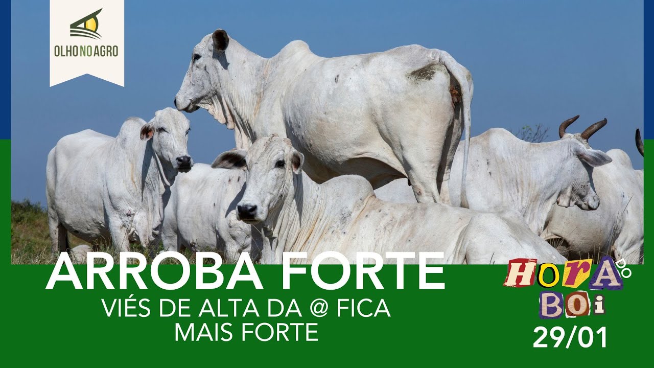 HORA DO BOI 29/01 - VIÉS DE ALTA DA @ FICA MAIS FORTE