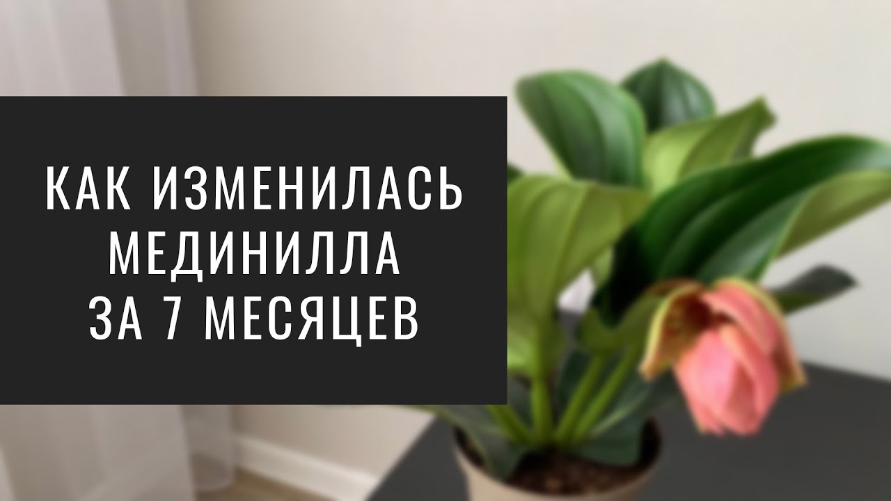 Пересадка МЕДИНИЛЛЫ. Про ёё Прихоти и Уход.