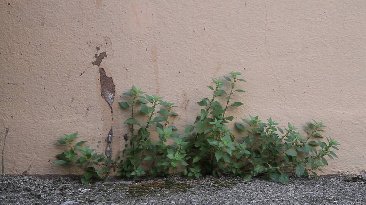 Nature &agrave; Grenoble : Parietaria