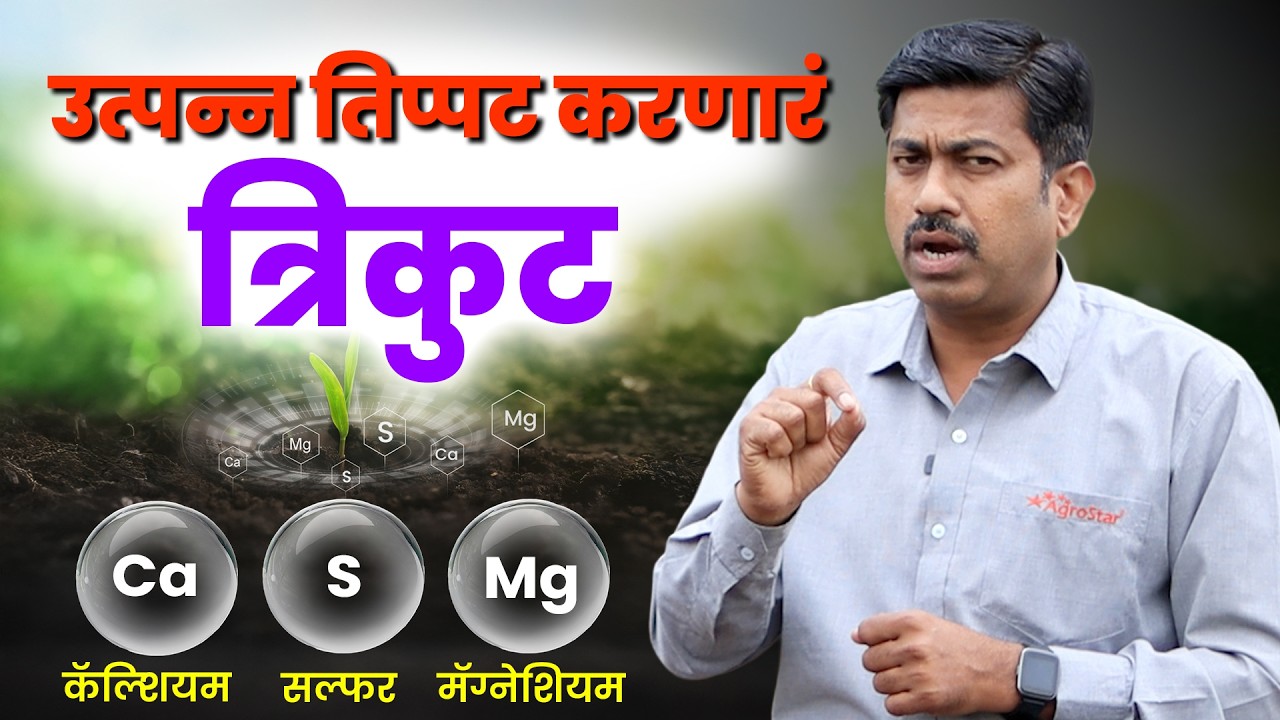 🌾पिकातील दुय्यम अन्नद्रव्यांचं महत्त्व | Calcium, Magnesium, Sulphur in Crop Farming | AgroStar