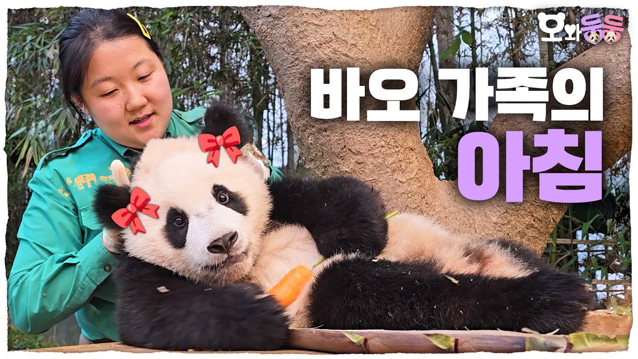 (SUB) Милая повседневная жизнь семьи Бао с утра🐼🐼│Мир панд