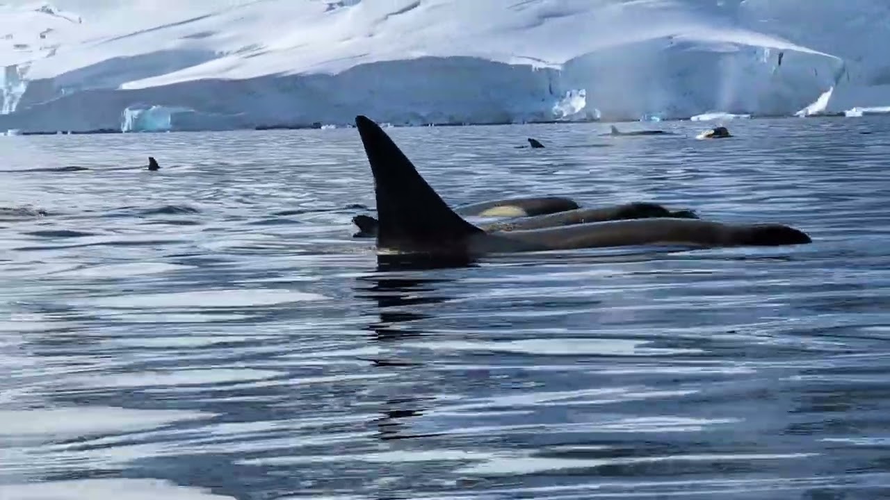 Whales and Tails and Antarctica