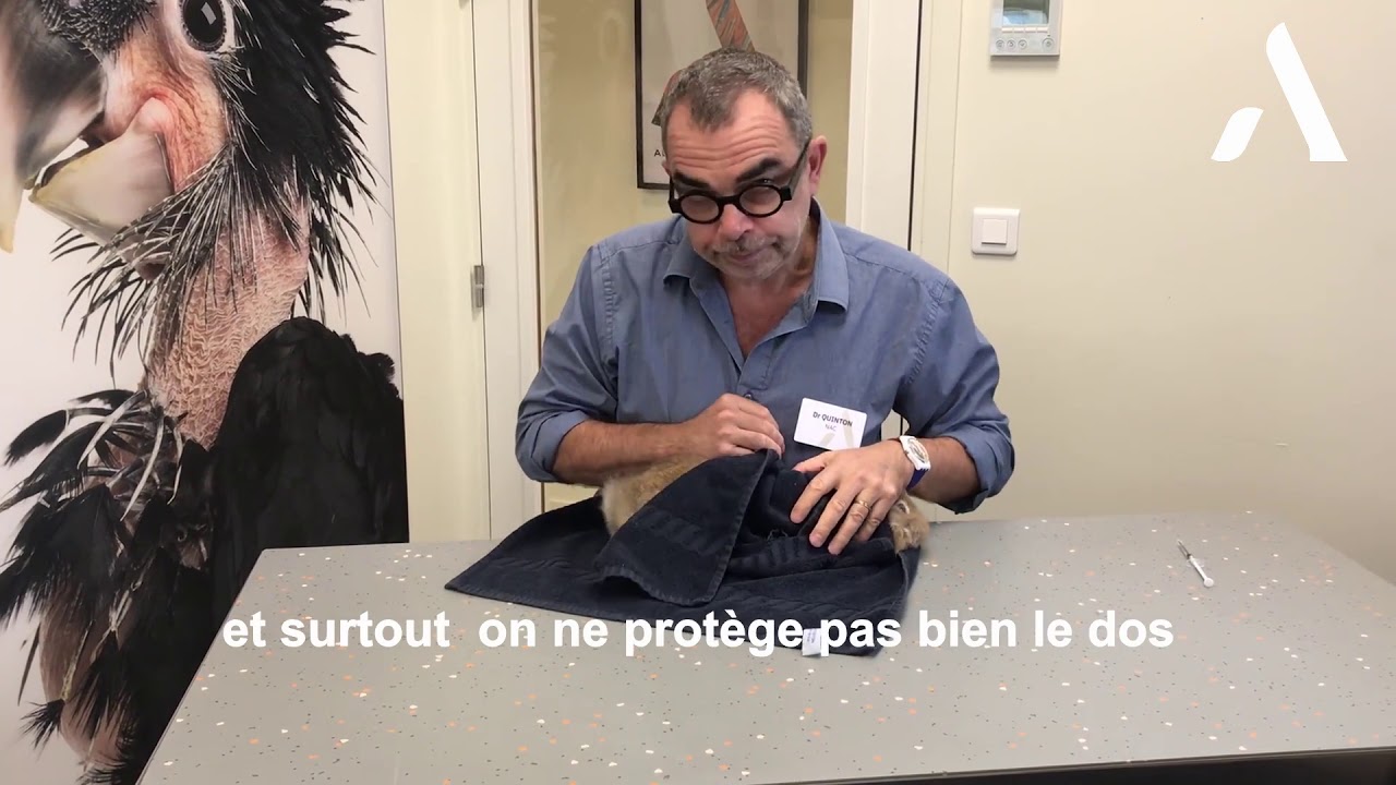 Comment envelopper un lapin dans une serviette