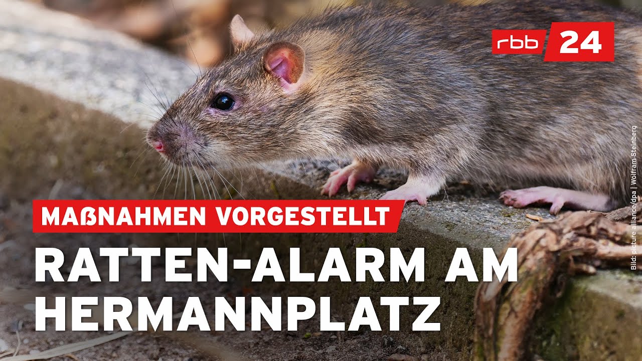 So will Neukölln die Ratten am Hermannplatz bekämpfen