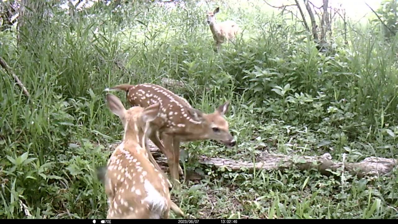 Rambunctious fawns