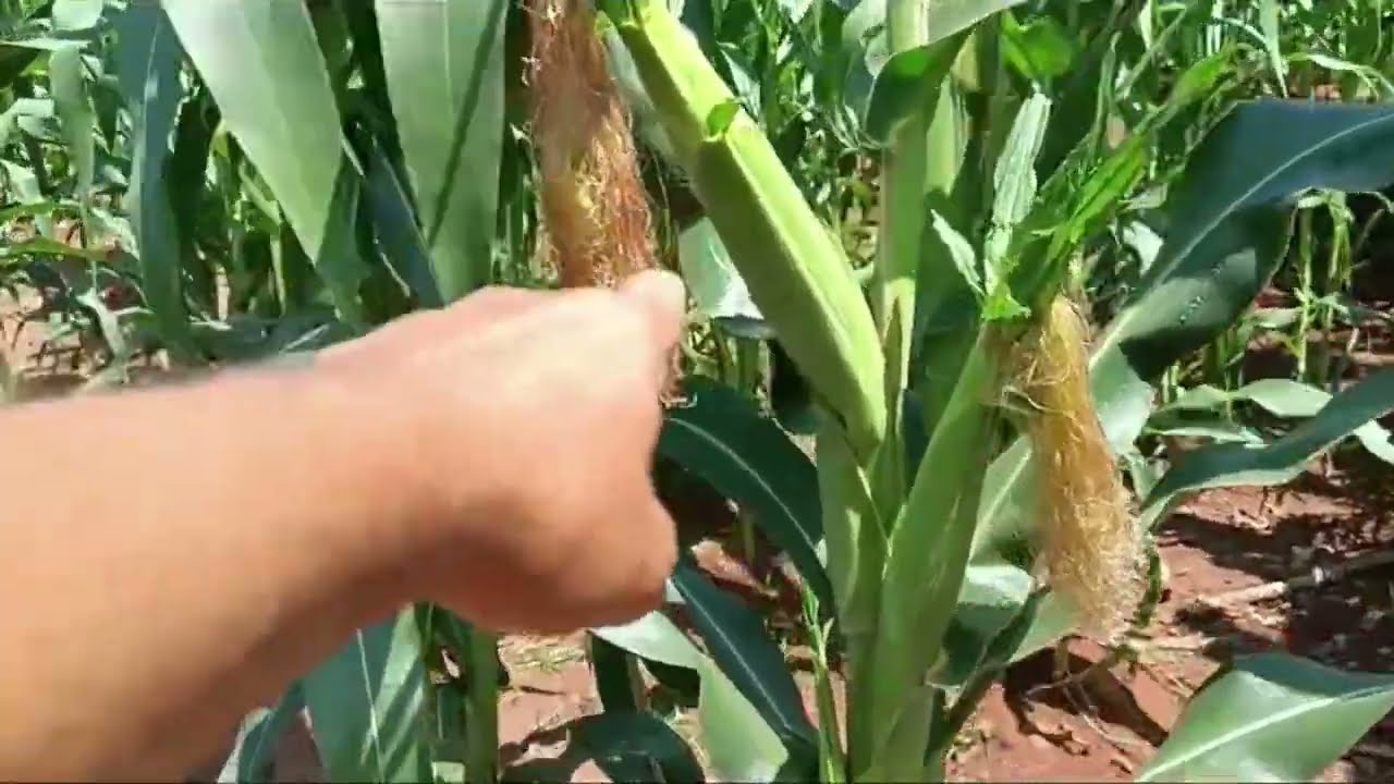 Segredo Revelado: Quantas Espigas um Pé de Milho Produz?