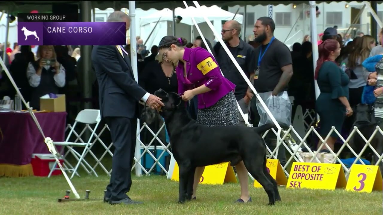 Cane Corsos | Breed Judging 2022