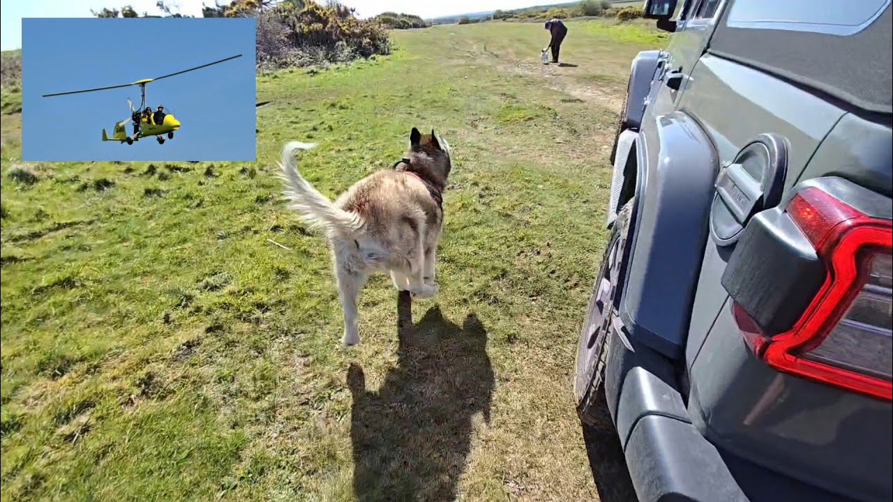 Husky Bumps Into His Old Friend Again