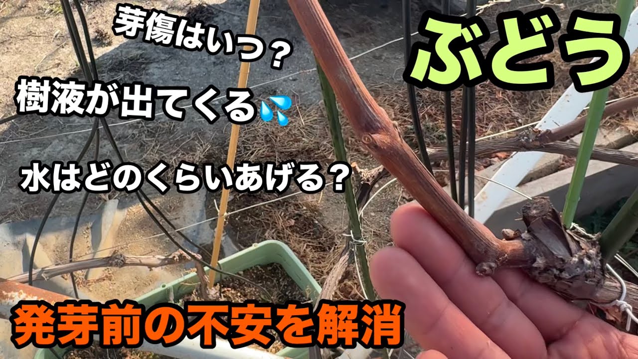 ぶどうの発芽前に起こる不安を解消！？〜発芽前の準備&考え方〜2025-03-08