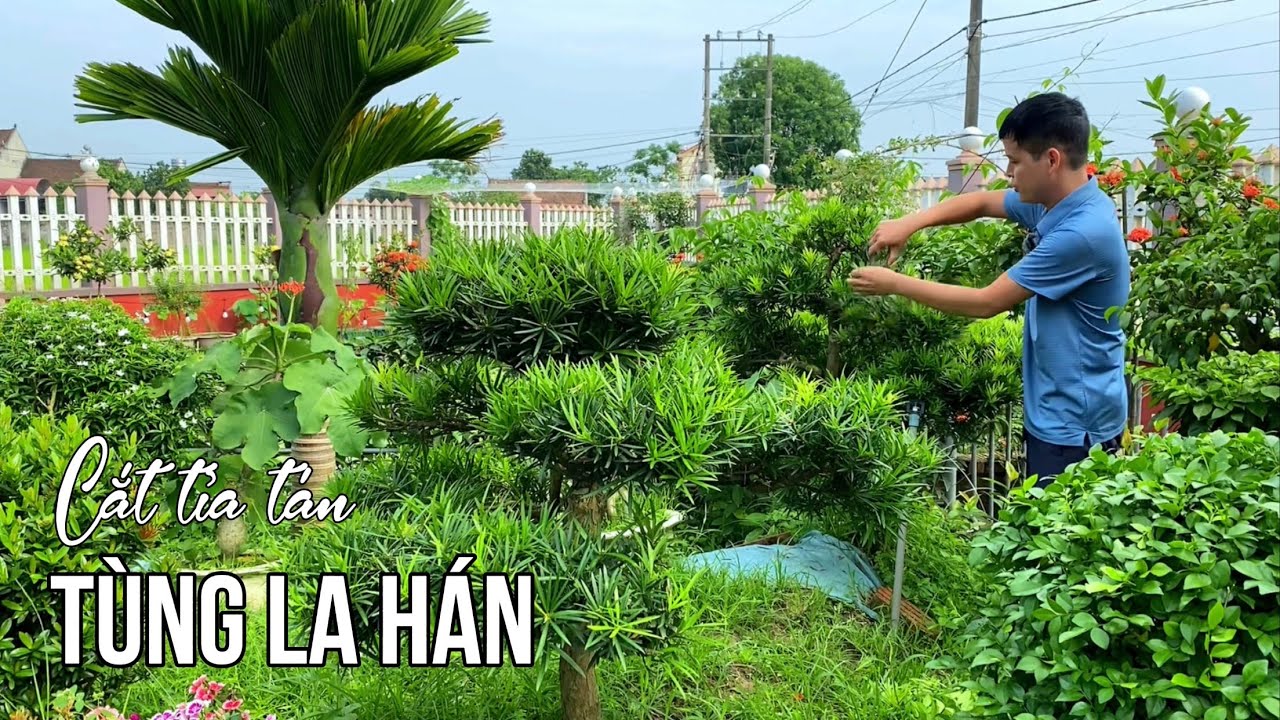 Cắt tỉa tán Tùng La Hán đúng cách dành cho người mới chơi cây Bonsai