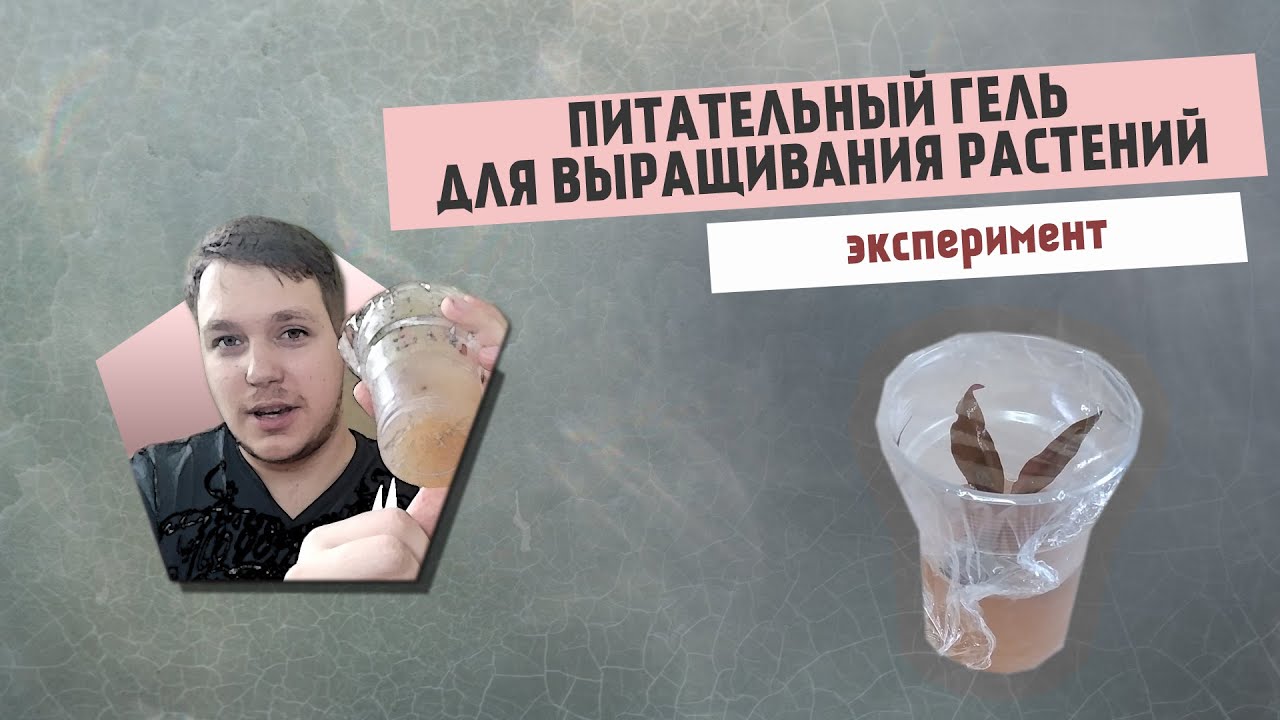 Эксперимент| ПИТАТЕЛЬНЫЙ ГЕЛЬ ДЛЯ ВЫРАЩИВАНИЯ РАСТЕНИЙ