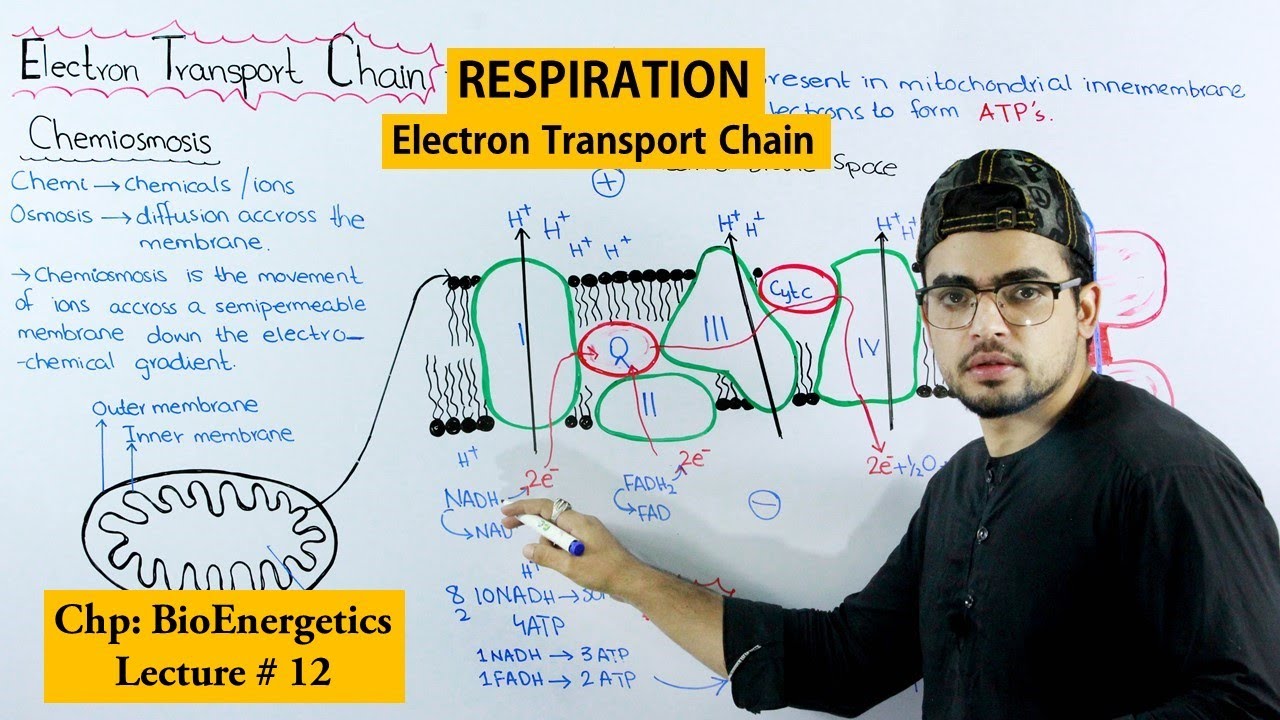 Electron transport Chain (ETC) |Cellular respiration|
