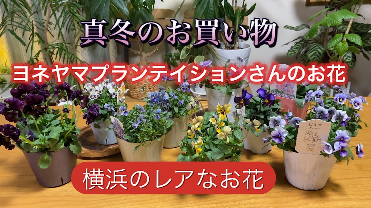 【ヨネヤマプランテイションさんのお花】レアなお花を購入しました