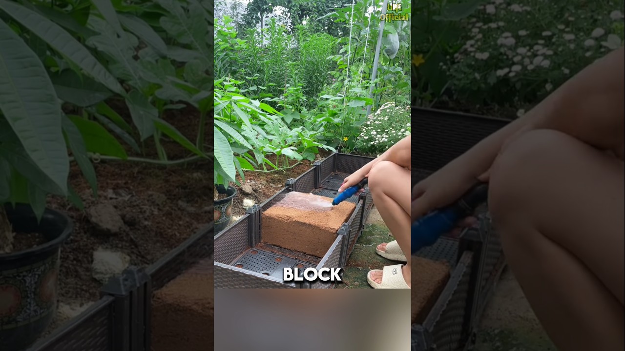 Apa yang Membuat Cocopeat Begitu Berbeda dari Media Tanam Lainnya? #shorts