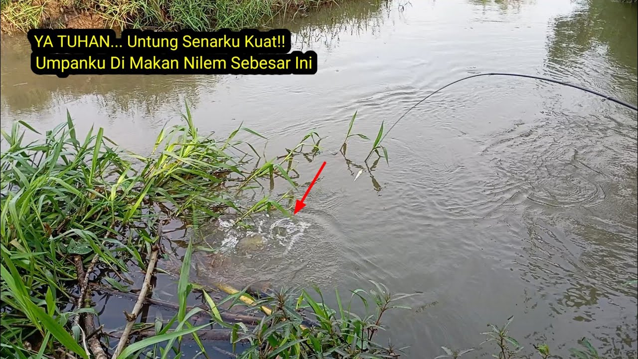 NGERI!! TARIKAN NILEM JUMBO BIKIN TANGAN GEMETAR!! 