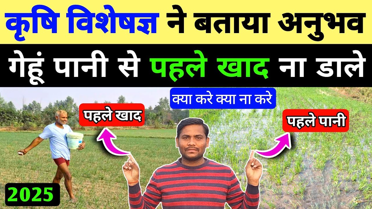 गेहूं मे खाद पहले मत दो 👉 गेहूं मे पानी कब देना सही हैँ / gehu me pahla pani kab de / gehu ki kheti