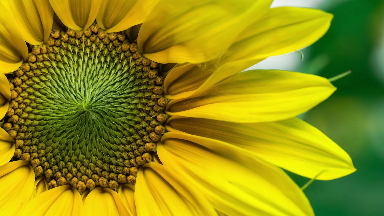 Pachelbel - Canon in D ★ 3 Hours ♫♫♫