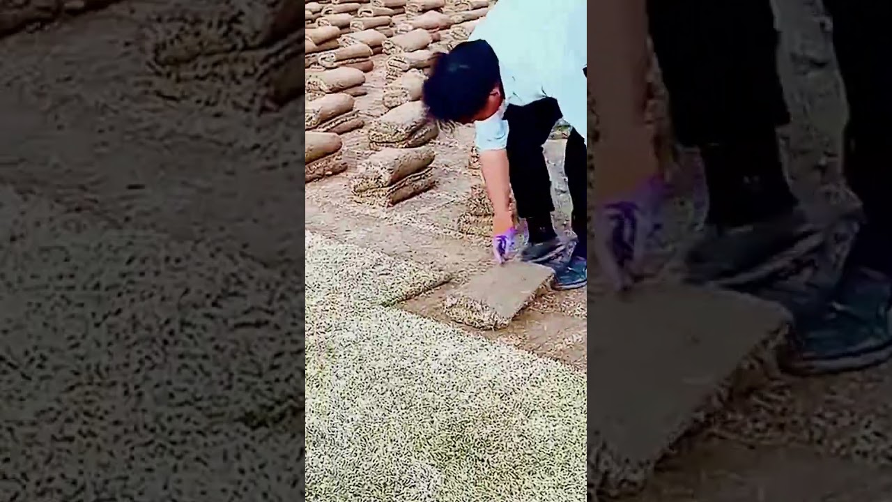 unique way for farmers to harvest rice seeds #shorts