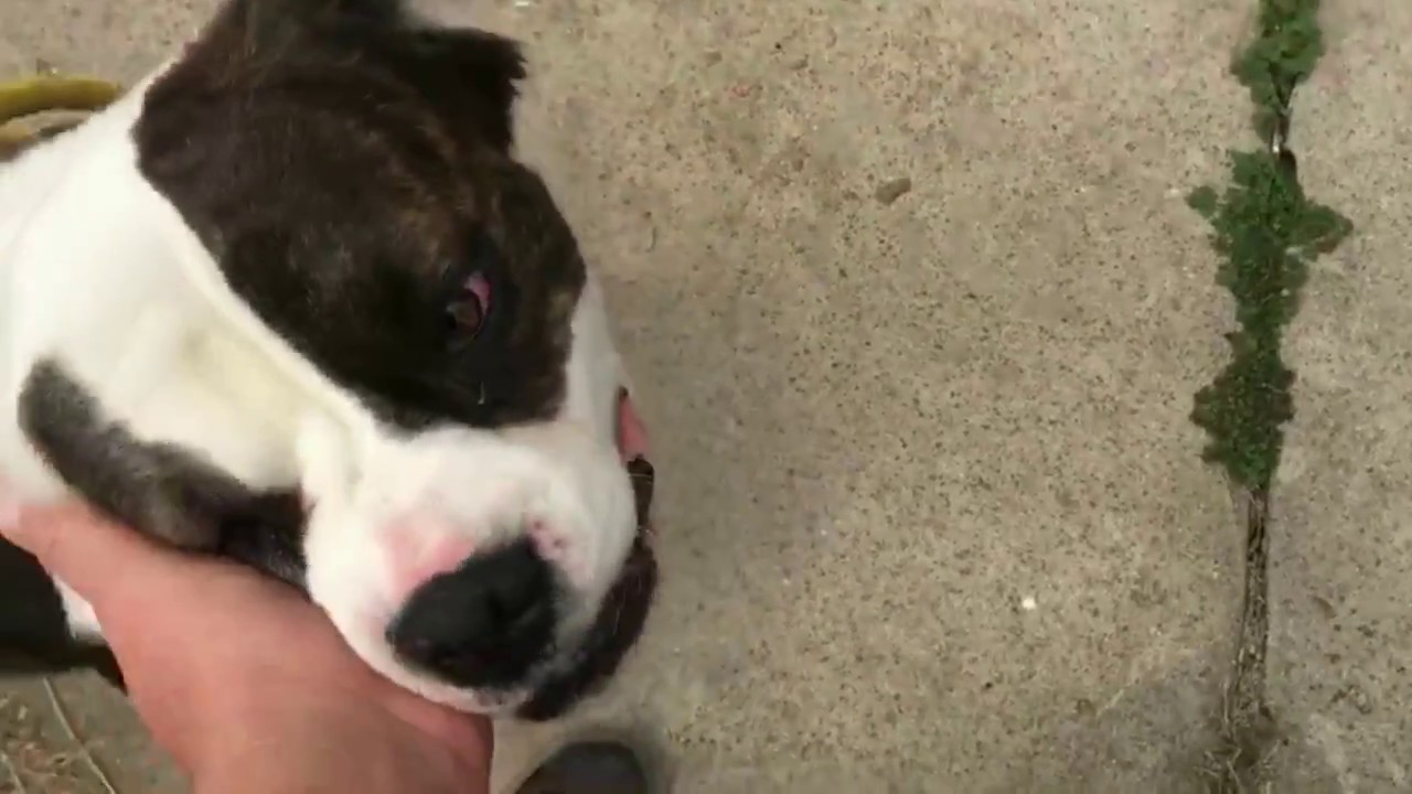 Lil Abner | Stray Rescue of St.Louis