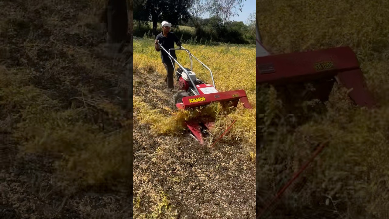 Crop (cheakpea, चना) harvesting #harvesting #chekapea #reaper #machine #agriculture #chana #kheti