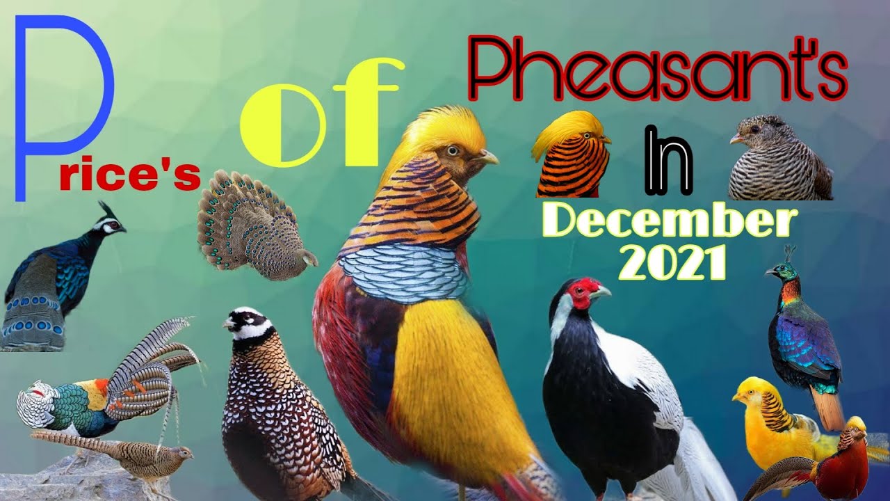 Prices of pheasants | Nature with Afzaal Anjum | 31/12/2021.