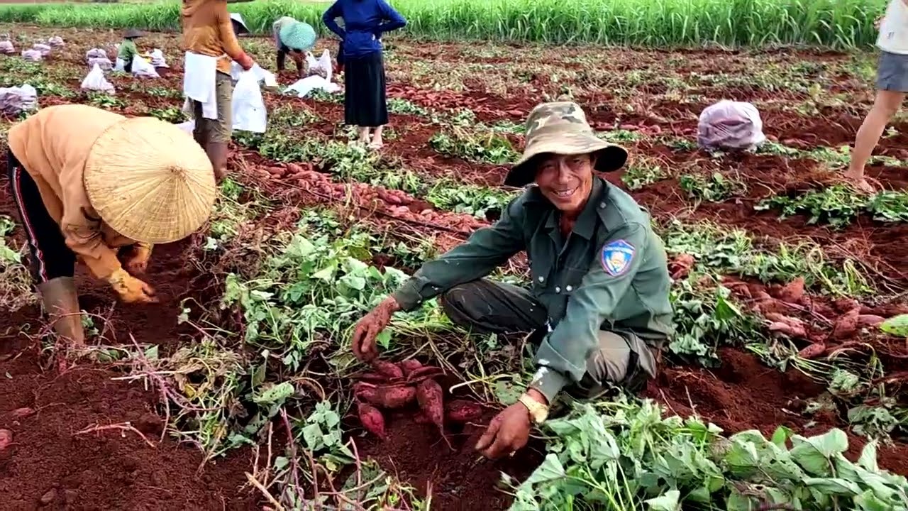 Ra đồng thăm hỏi bà con Nông dân thu hoạch khoai lang, thành quả  thật tuyệt vời