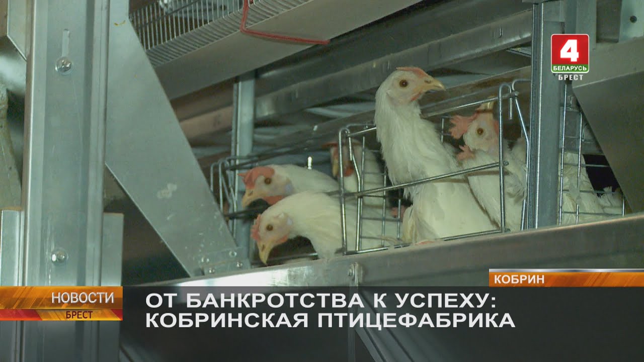ОТ БАНКРОТСТВА К УСПЕХУ: КОБРИНСКАЯ ПТИЦЕФАБРИКА
