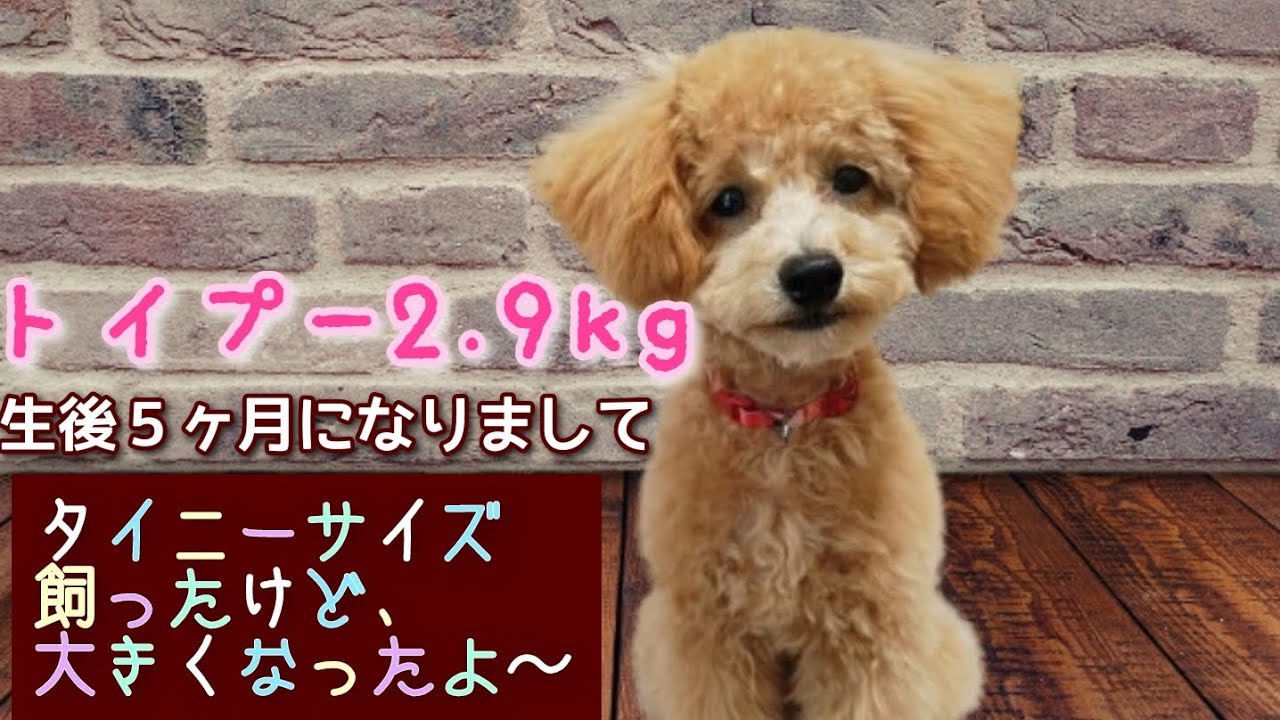 トイプー飼って5ヶ月で両親の体重を超え、まだまだ大きくなるかな？