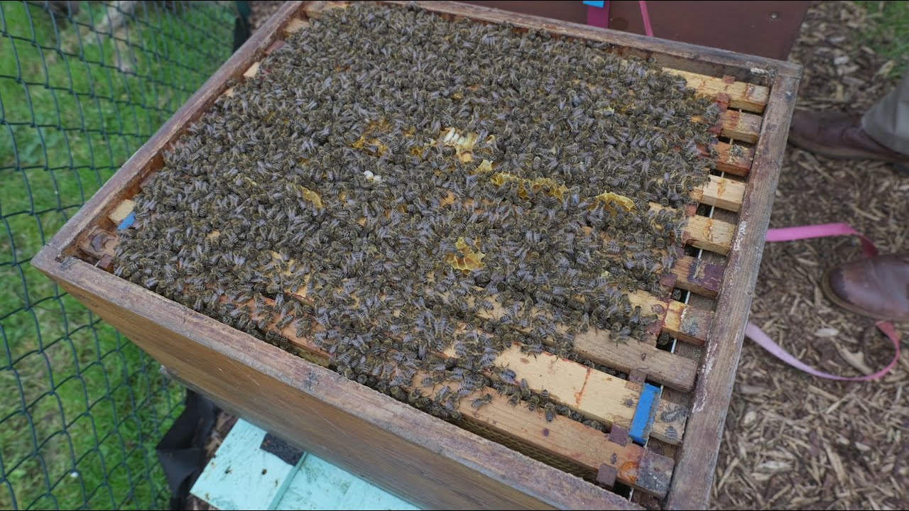 Bienen auswintern - Teil 1