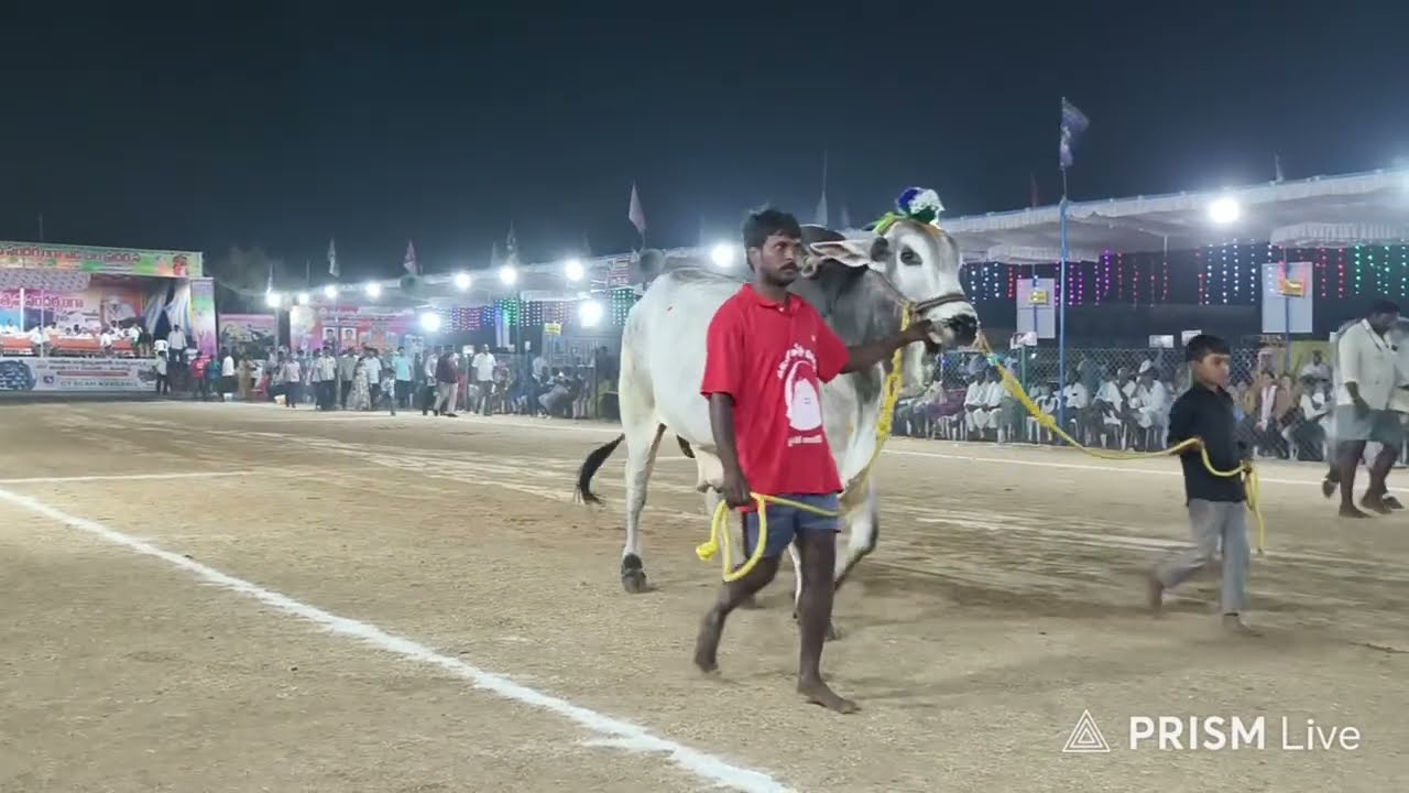 రెంటచింతల జూనియర్స్11జత. నీలం త్రివేణి నాయుడు గారు. మాచవరం గ్రామం పల్నాడు జిల్లా