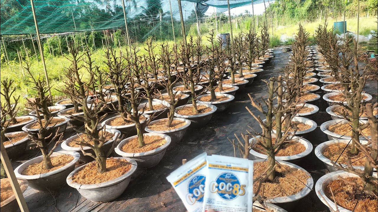xịt thuốc nấm, bệnh cho cây mai sau khi mua về #maivang #garden #mai #nhavuon #maitang