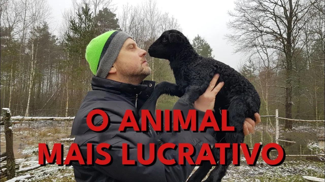 Qual o animal mais rentável? Resultado do primeiro ano criando porcos, ovelhas e cabras