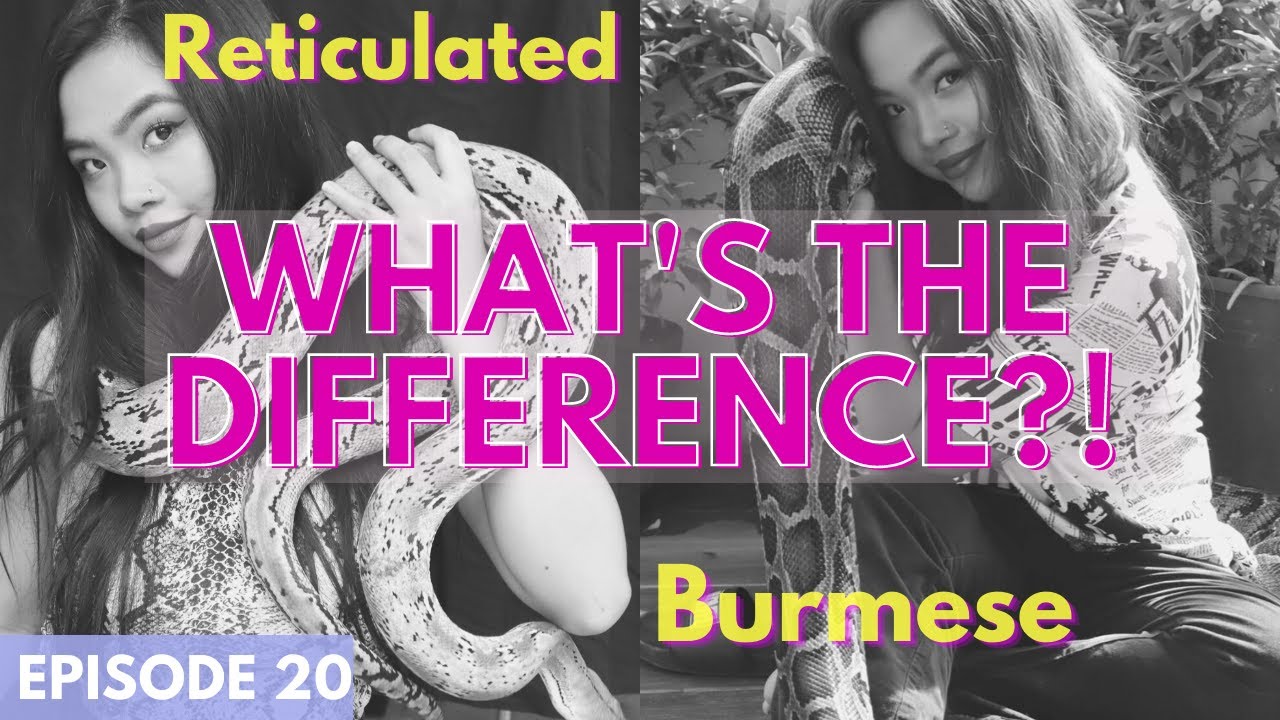 Burmese vs. Reticulated Pythons - What's the difference?