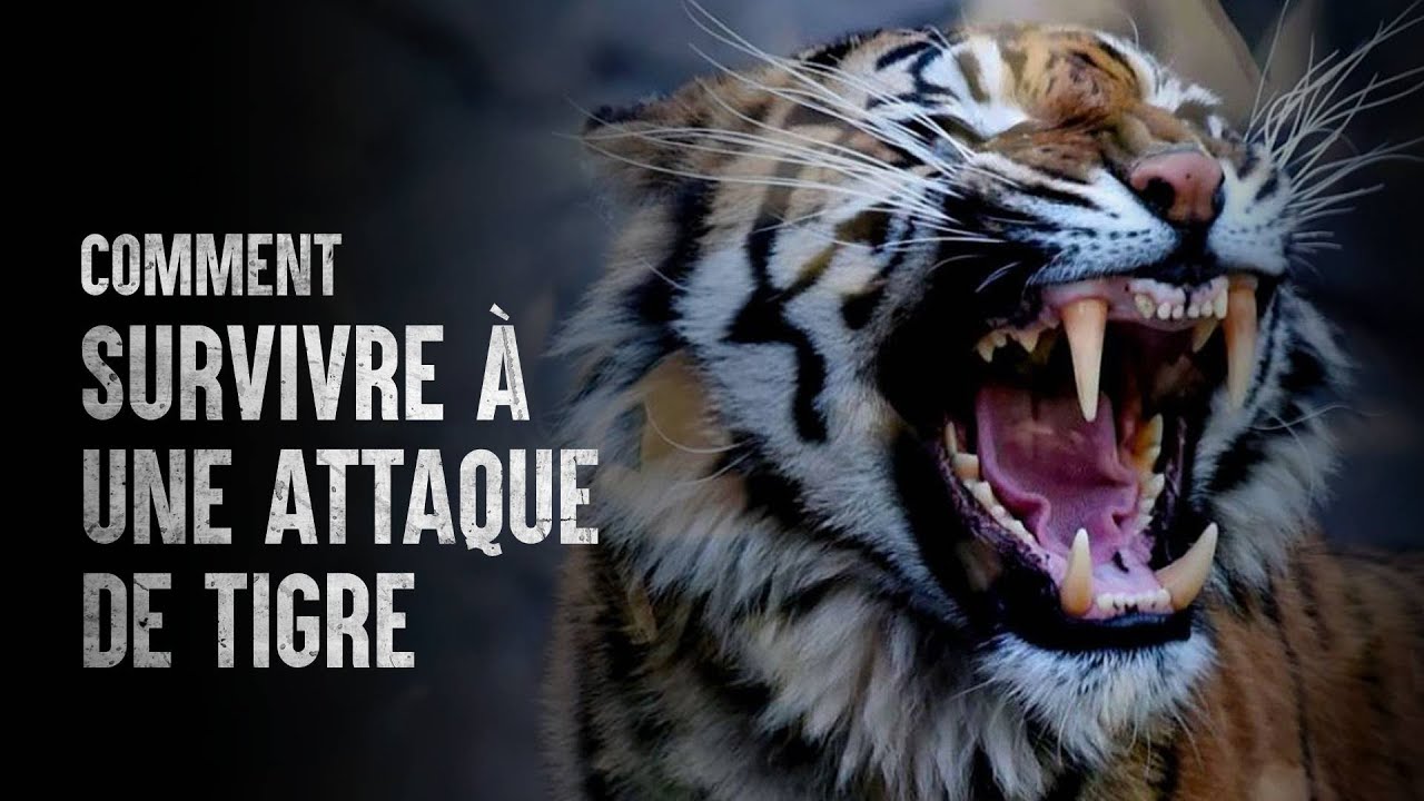 Comment survivre à une attaque de tigre