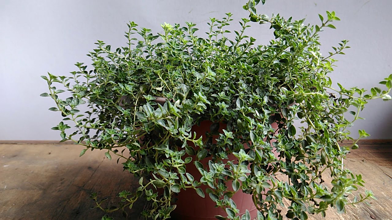 Thyme in Container - Paano Alagaan at Paramihin