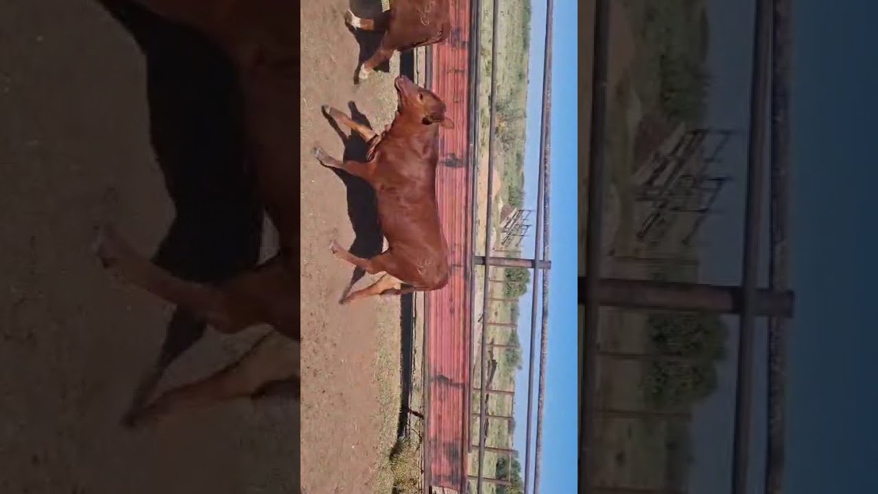 Lot 11 Oct