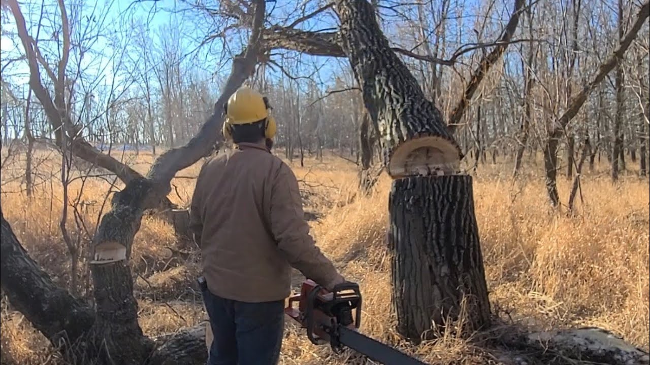 Ported Husqvarna 365 special takes large cottonwood tree!!