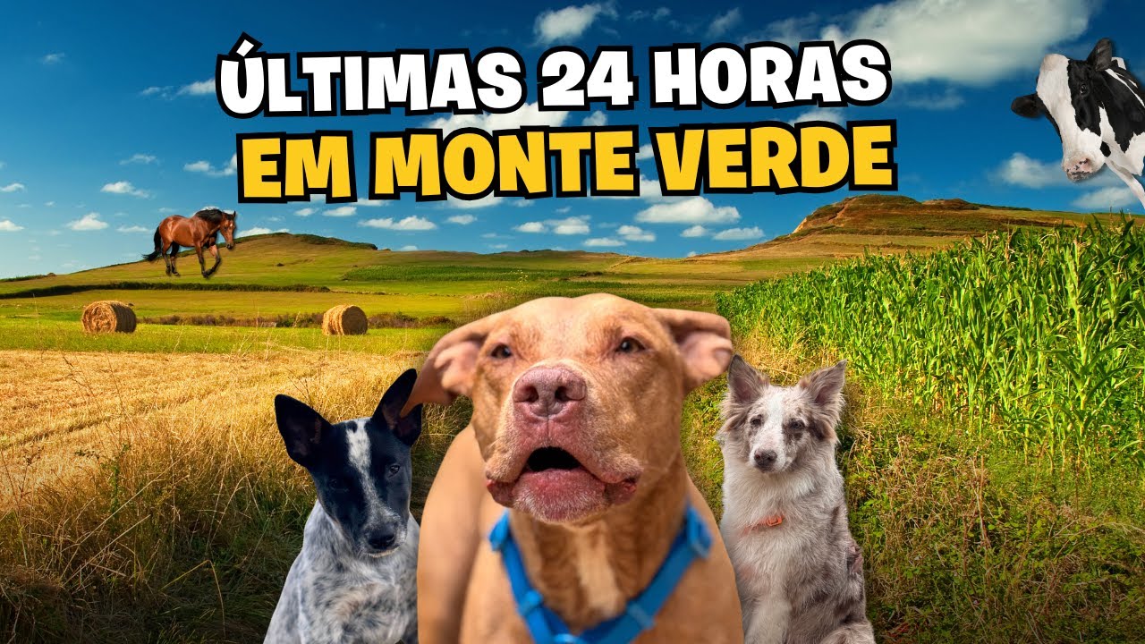 24 Horas Com O Seba, Valentina e Bento | Conhecemos A Pizzaria Mais Pet Friendly De Monte Verde