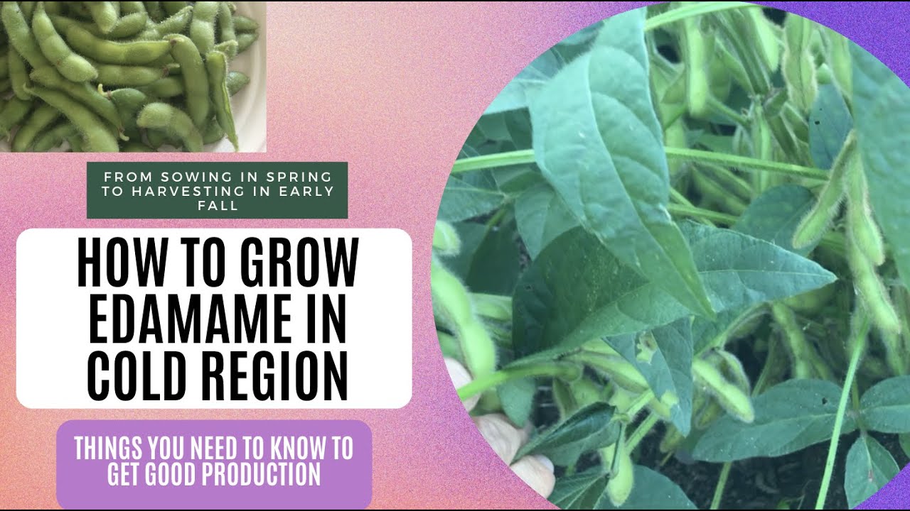 加拿大生活。怎樣在寒帶種毛豆。毛豆的選種，播種，生長過程，田間管理，施肥，病,蟲害和採收。毛豆的營養以及對身體的益處和保存方式。How to grow edamame in cold region.