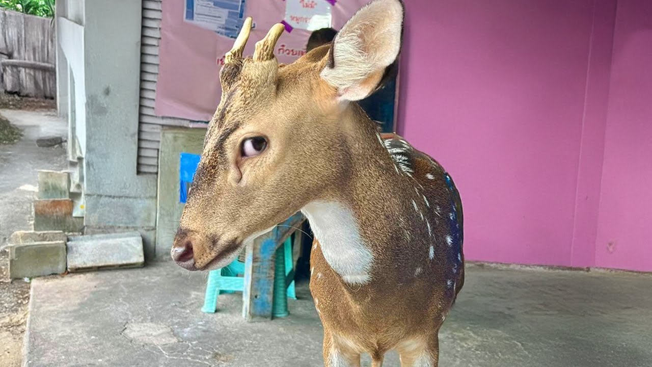 FUNNIEST Animals of May 🤣 Best Animal Compilation 2025