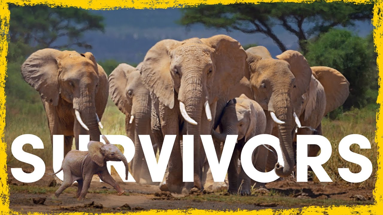 How Elephants Are Surviving Against All Odds