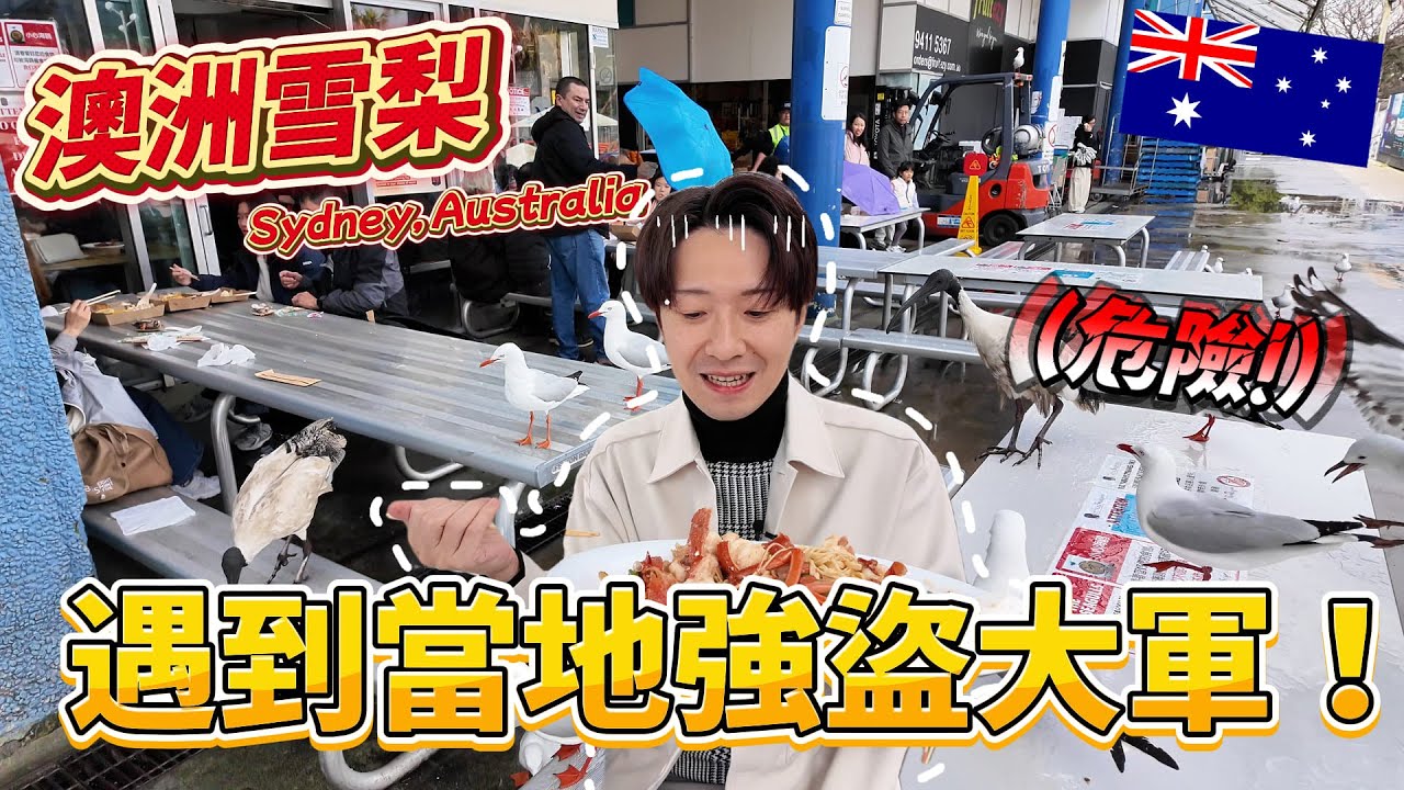 🇦🇺  自由行災難連連！點了龍蝦麵卻被海鷗強盜大軍包圍🤣｜澳洲旅遊 雪梨 Ep.5