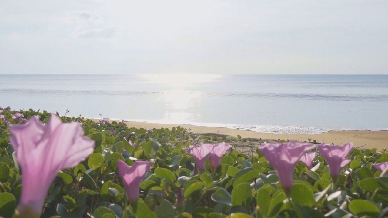 528 Hz Healing Harmony: Mandolin, Cello & Ney